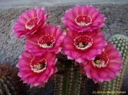 Echinopsis Hybride 039